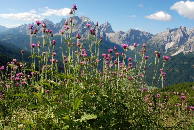 Cirsium alsophilum/ Cardo montano
